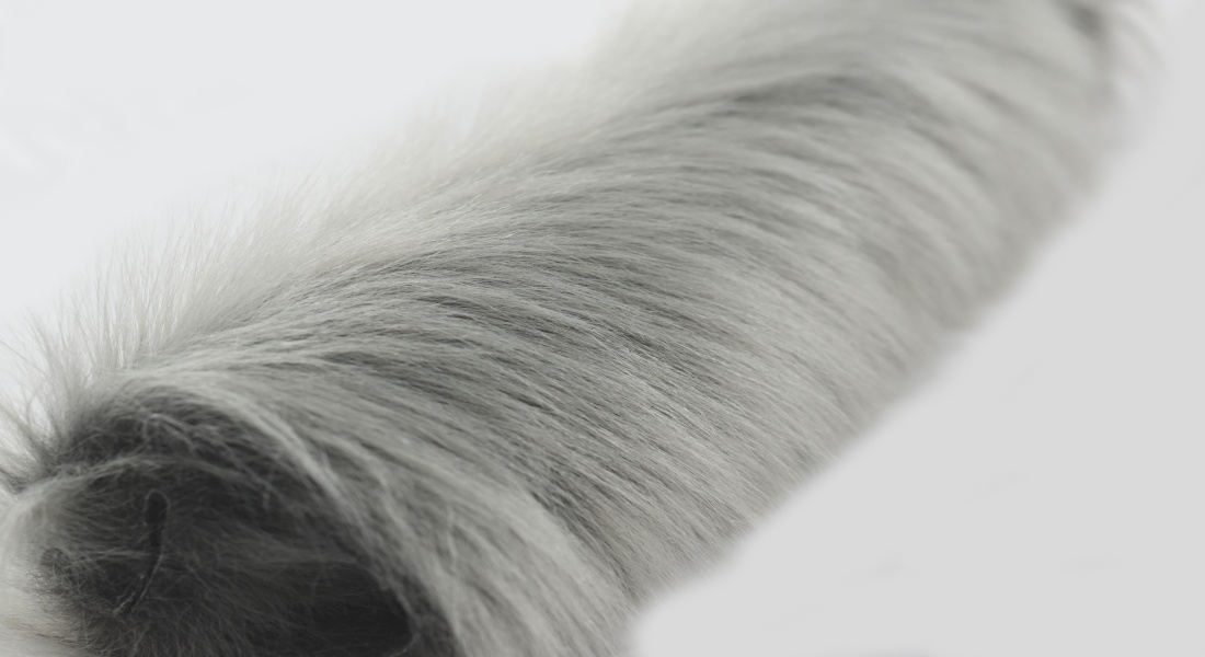 Umelá kožušina, šedo strieborná, vlas 60 mm, šírka 150 cm, metráž